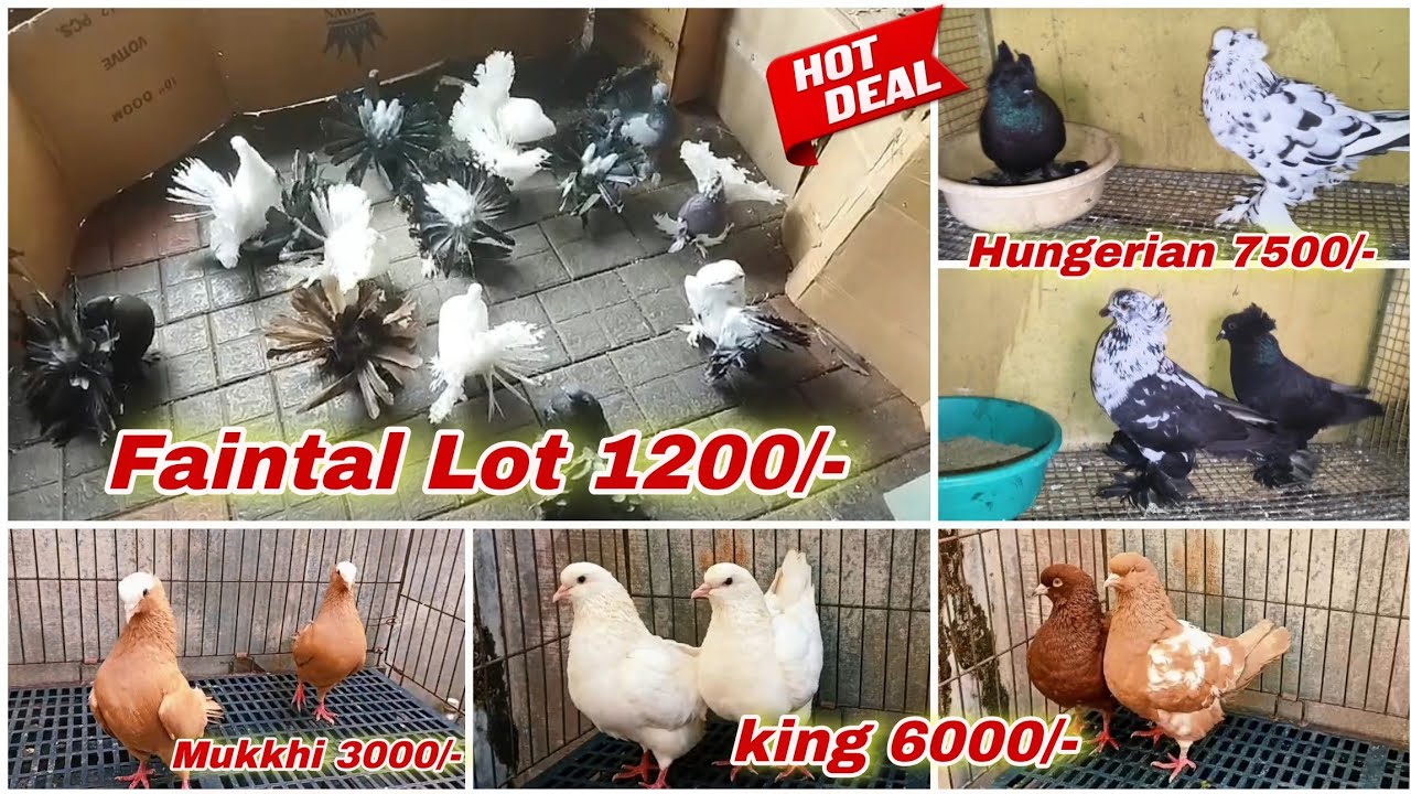 Beautiful Quality Fancy Pigeon,Faintal,Mukkhi, Megpie Pouter, Hungerian Kabutar New Stock