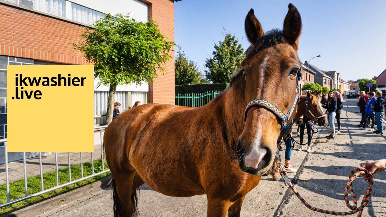 Prijskamp voor paarden op Jaarmarkt Breendonk met Belgische trekpaarden, warmbloedpaarden en pony’s