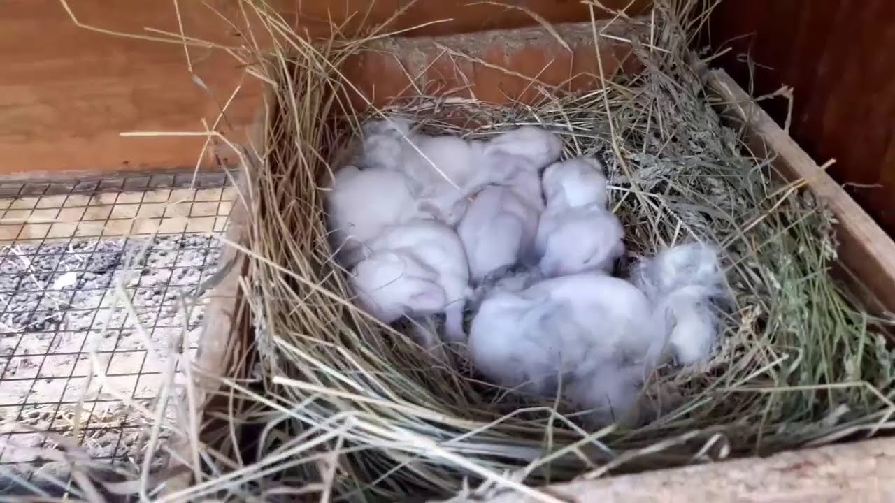 ბაჭიების მოვლა