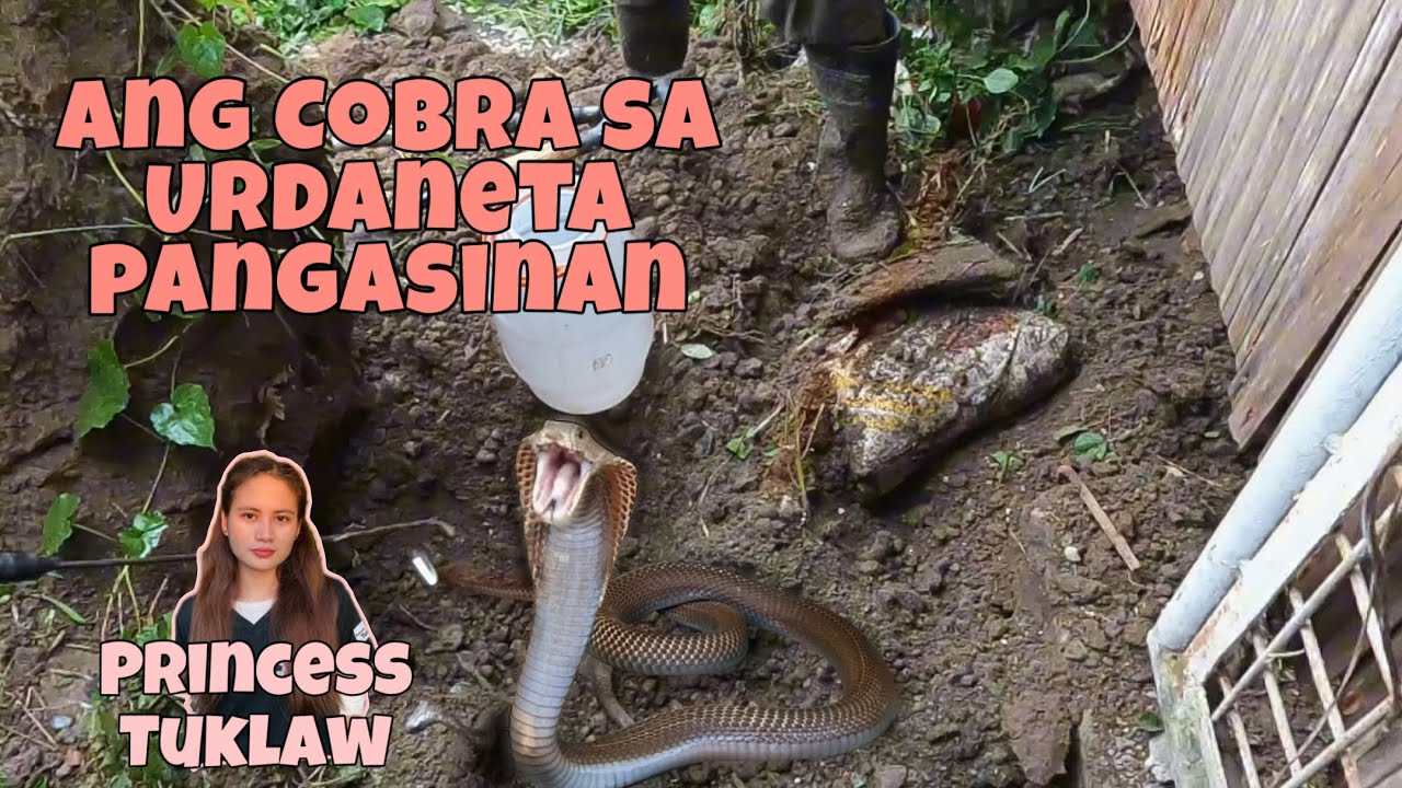 Cobra umaaligid sa loob ng bakuran pinaghihinalahan na nasa punso pinahuli kay PrincesTuklaw at Rod