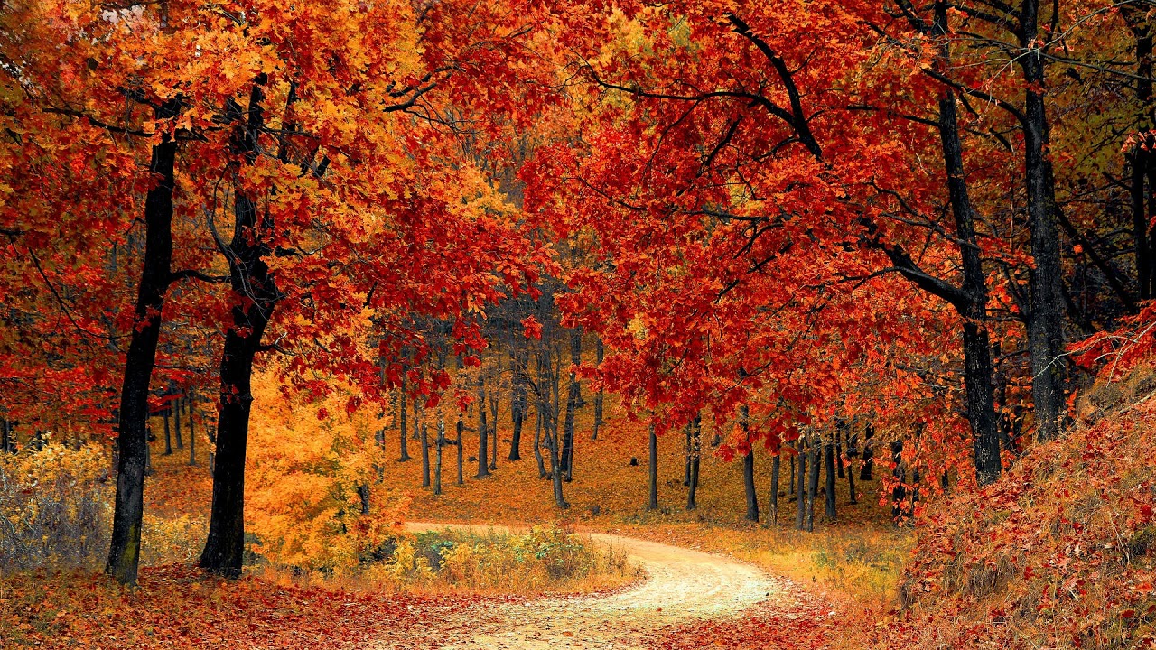Las Cuatro Estaciones (Four Seasons) - Vivaldi