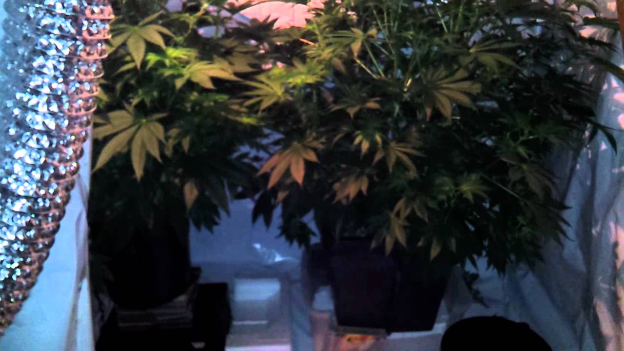 Delahaze 15 days into flower, 50 days old - 11.06.2012 with lighting