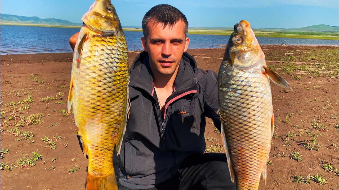 ДИКИЕ САЗАНЫ ПРУТ КАК ТАНКИ! рыбалка на сазана