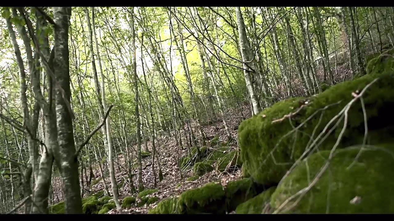 Heart of the forest full game