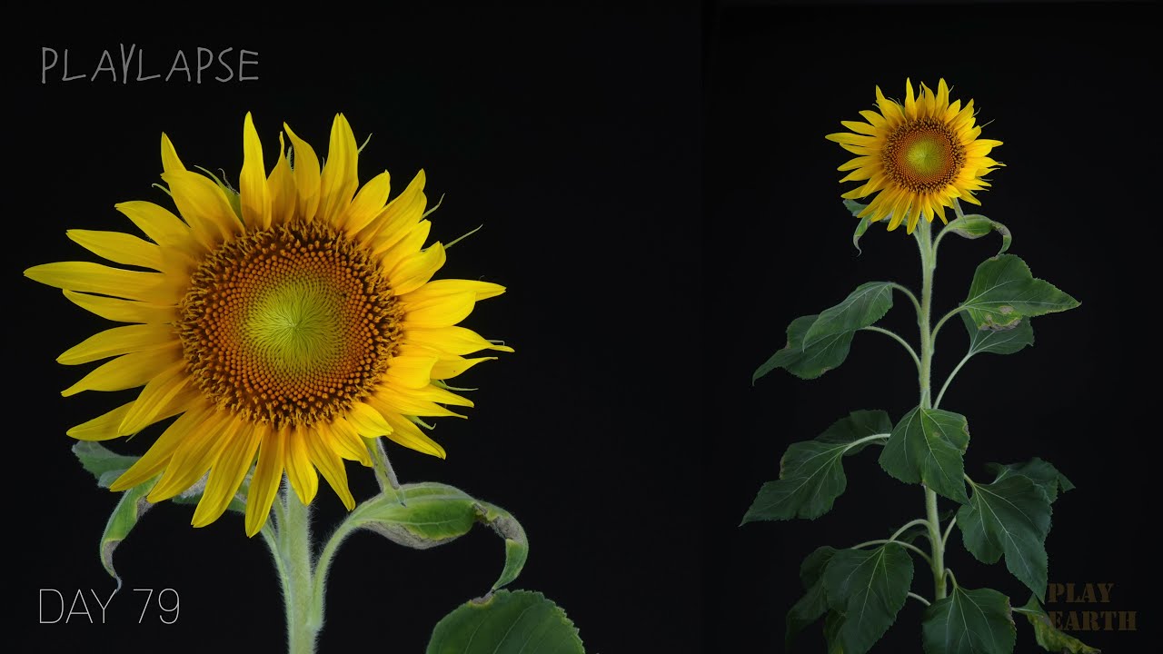 Growing Sunflower Time Lapse - Seed To Flower In 83 Days(15 minute version)