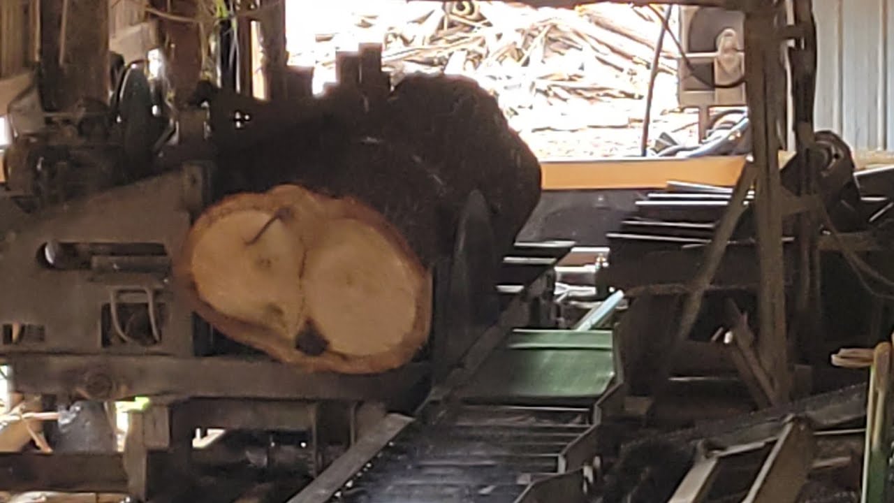 Sawing a big red oak #65