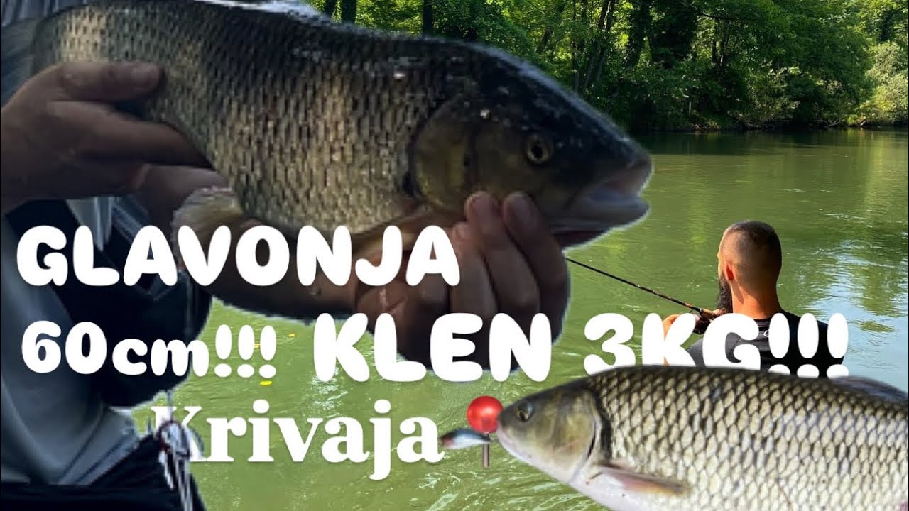 Rijeka KRIVAJA NAJVEĆI KLEN!!! (U lavoru bez merodova) (60cm 3KG)