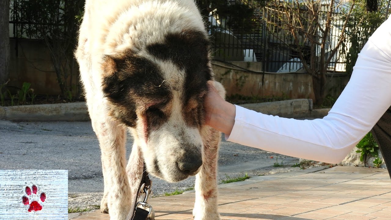 Rescue of a sick and exhausted senior dog