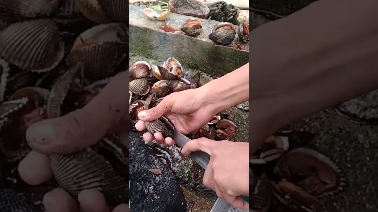 sarap nito kinilaw #shell #takal #bicol #darilvlog