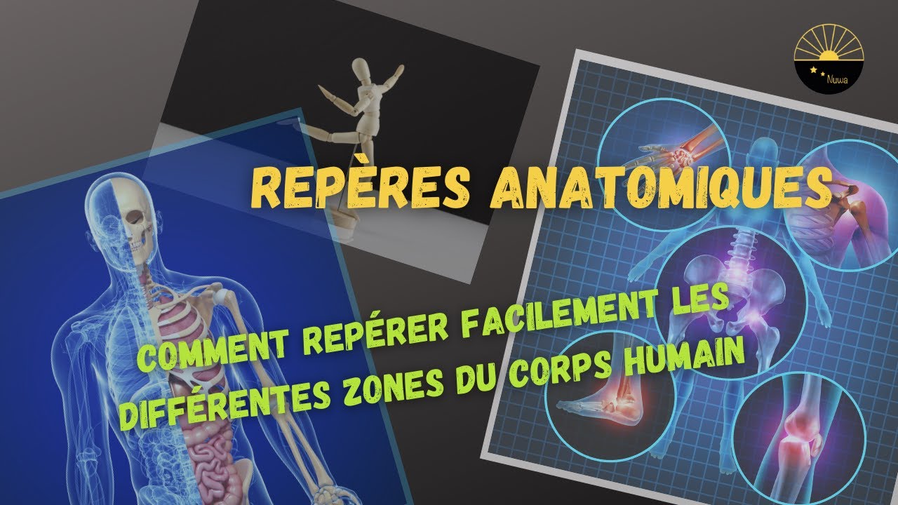 repérages anatomiques ( comment repérer facilement les différentes zones du corps humain )