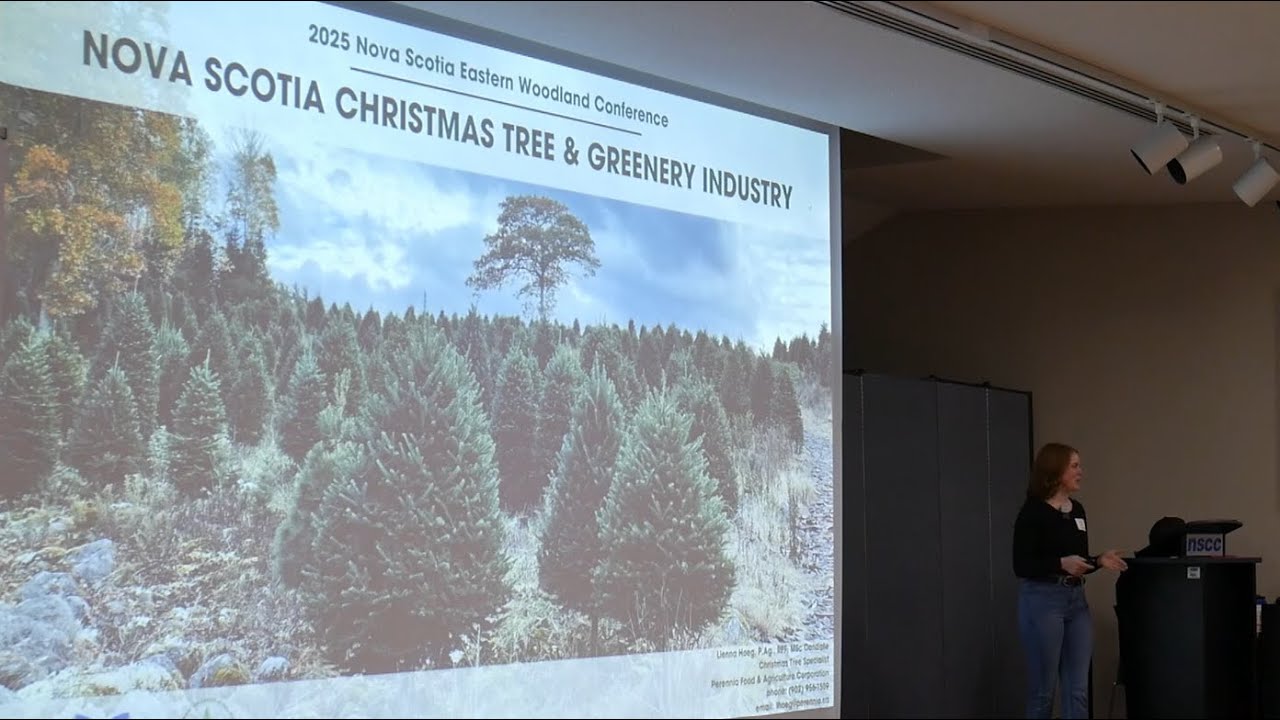 Lienna Hoeg- Christmas Trees in NS