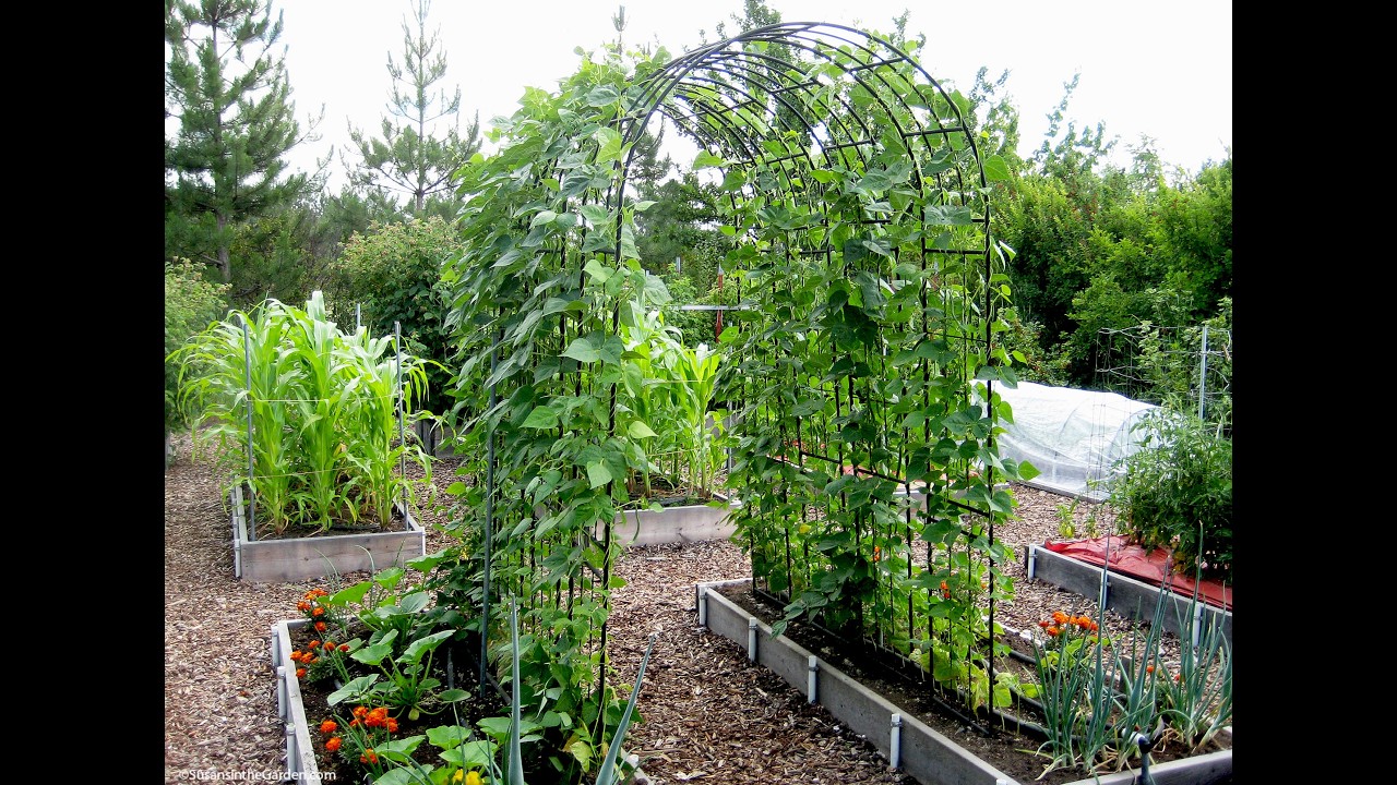 Vegetable Plant Supports That Work Great!