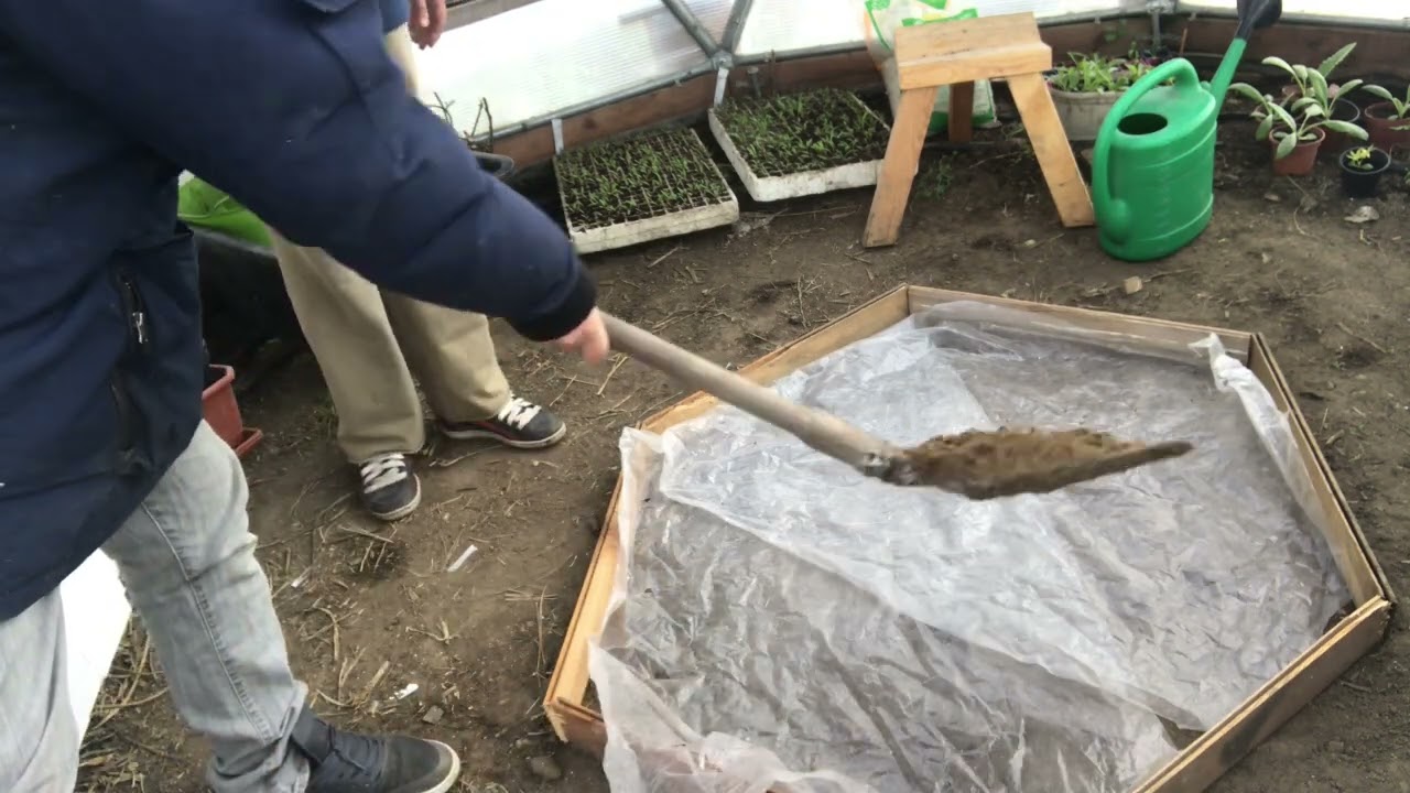 Отглеждане На Сладки Картофи, Батати 1