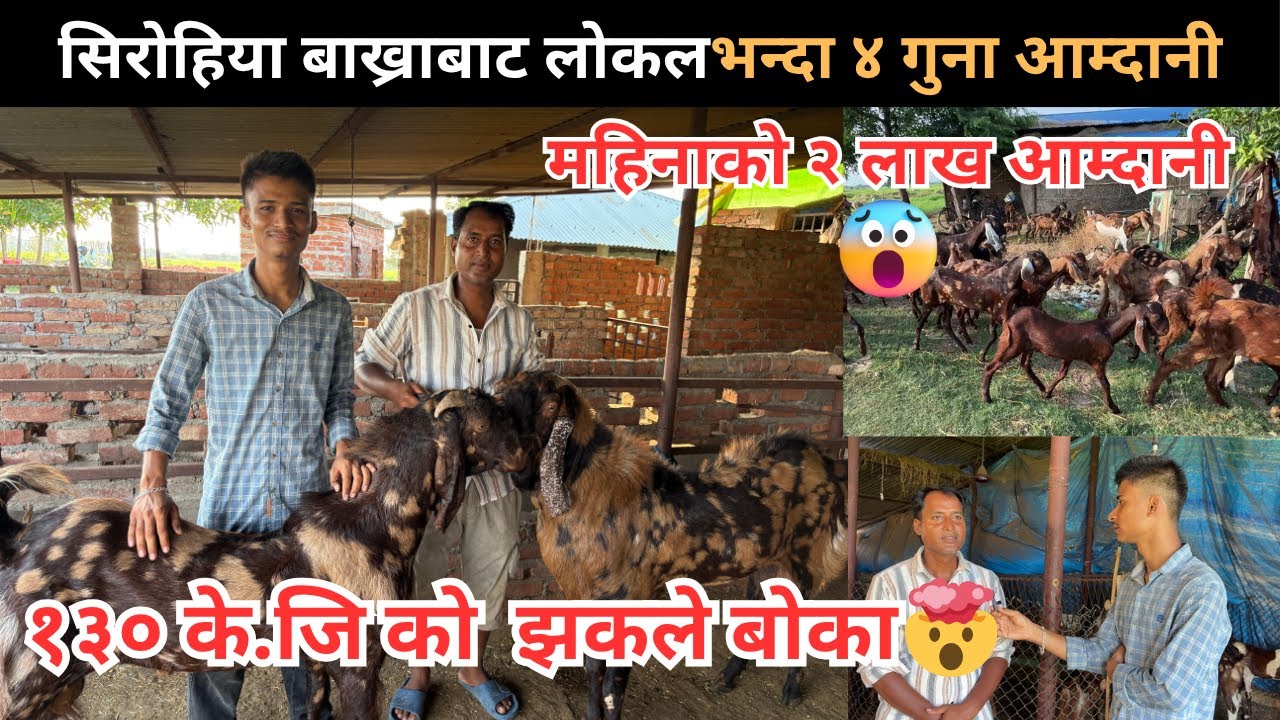 युवा भन्छन साउदी कटार भन्दा ३ गुना आम्दानी नेपालमा हुन्छ | Sirohi Bakhra Palan | Goat farming Nepal