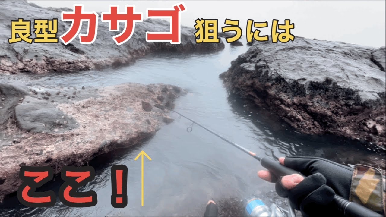 【餌代0円】江ノ島産マツバガイ使ってカサゴ捕獲！