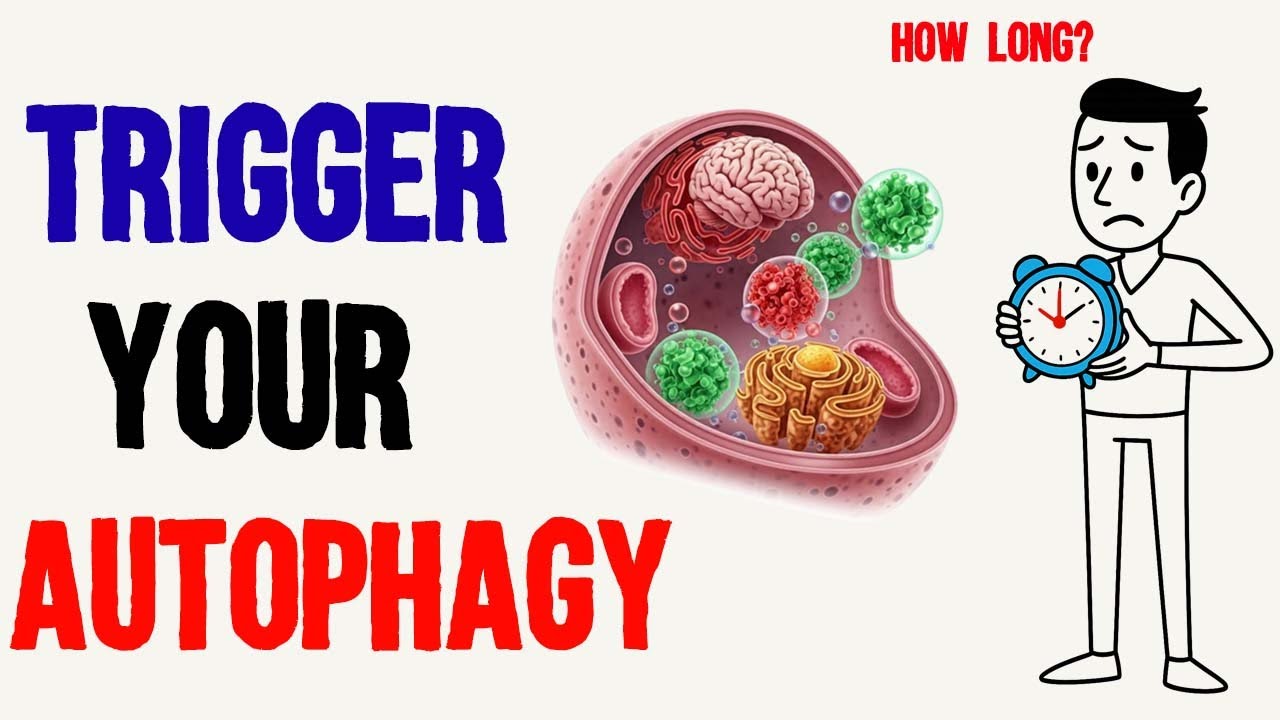 How Long Should You Fast to Trigger Autophagy? (Fasting Benefits)