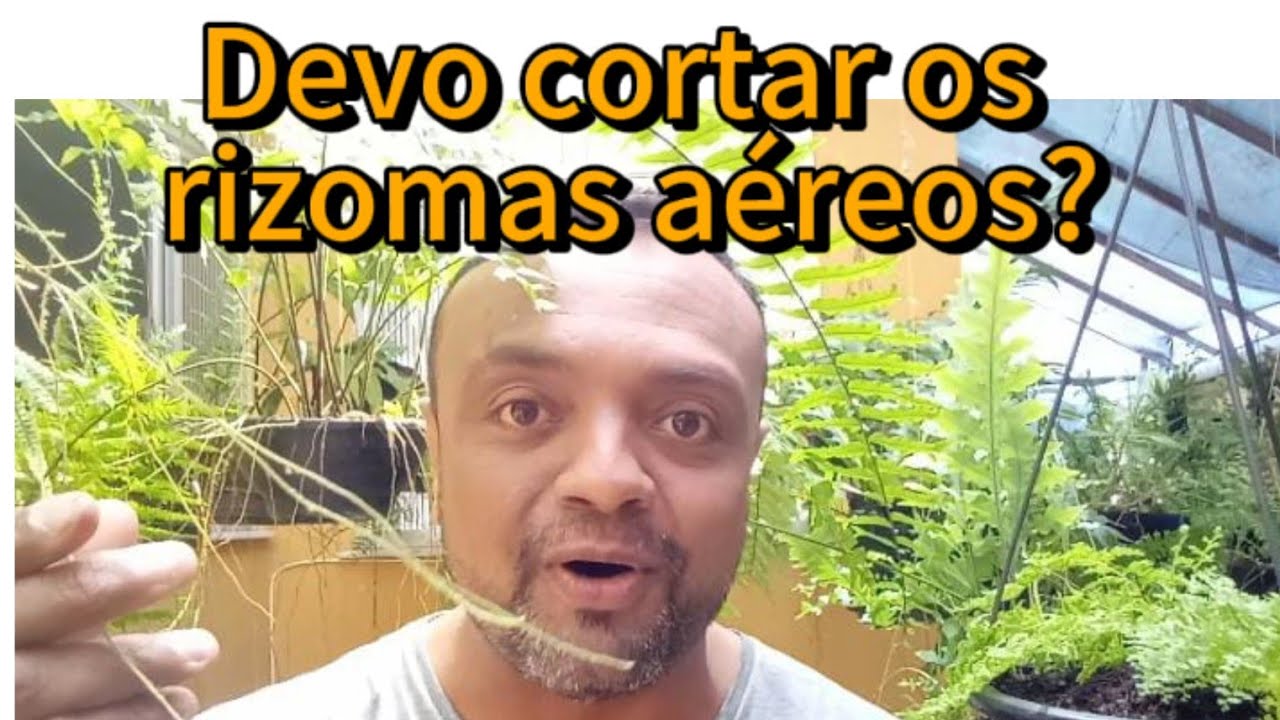 Devemos cortar os rizomas aéreos?