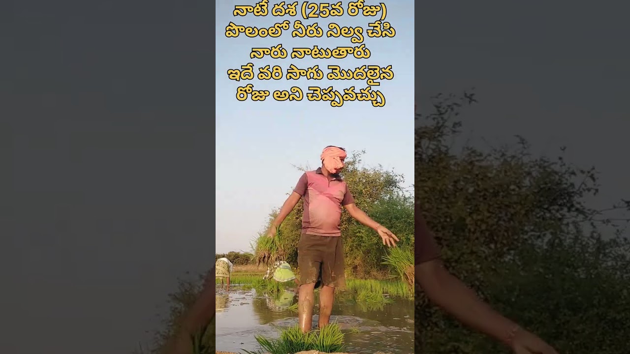 వరి పంట సాగు