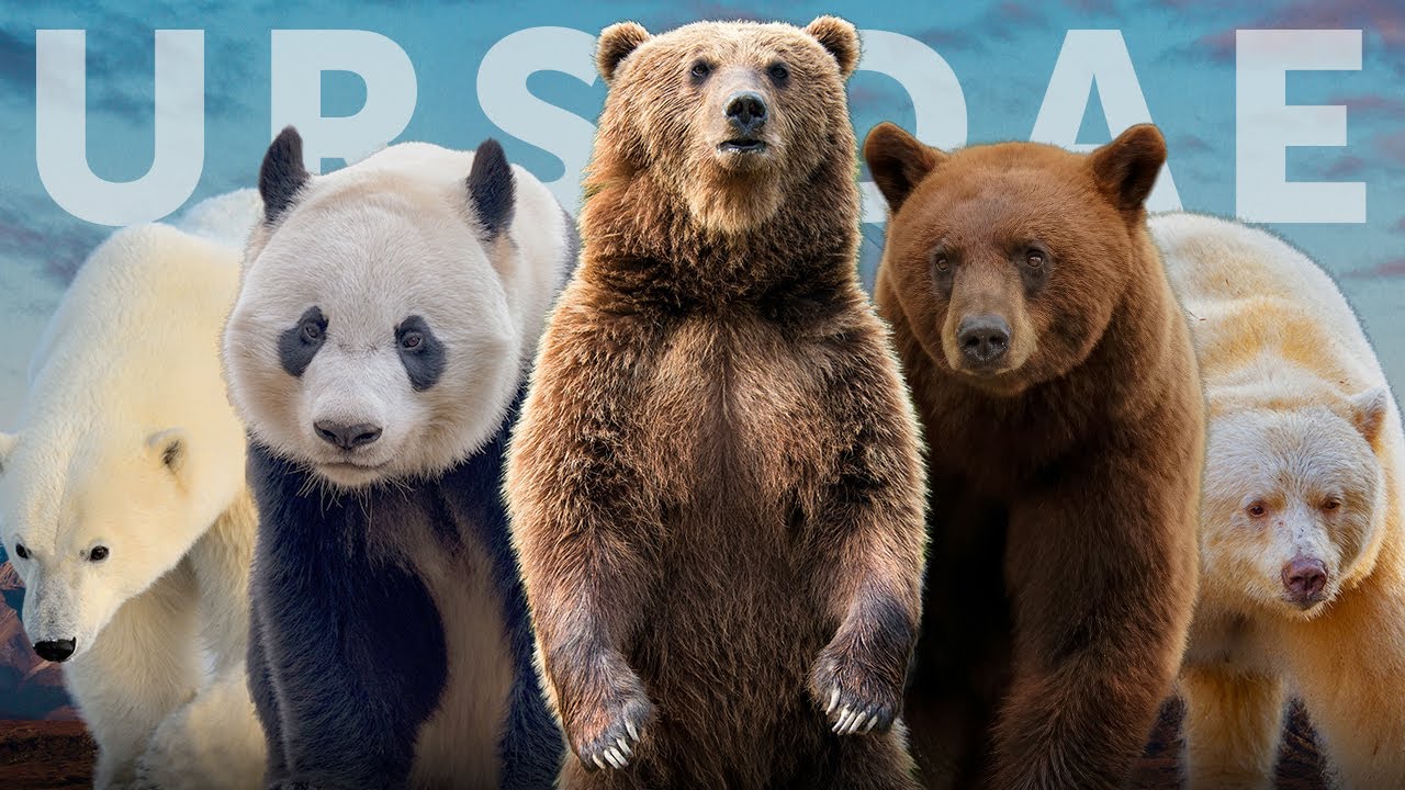 Все 8 видов медведей (+7 подвидов, о которых вы не слышали)