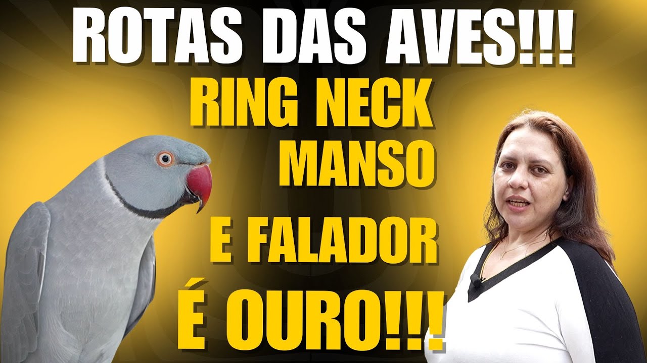 O RING NECK FALADOR É A AVE DE OURO DA FLÁVIA!!!