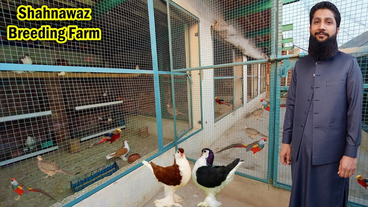 Shahnawaz Breeding Farm in Okara | Lahori Sherazi | Pheasant | Ringneck | Raw | Lovebird | Jawa