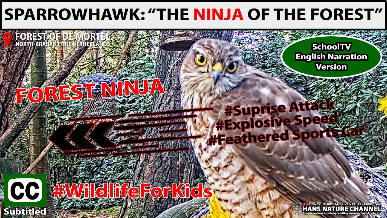 🦅 Ястреб-перепелятник: «Незаметный охотник» | Англоязычная версия с закадровым голосом от SchoolT...