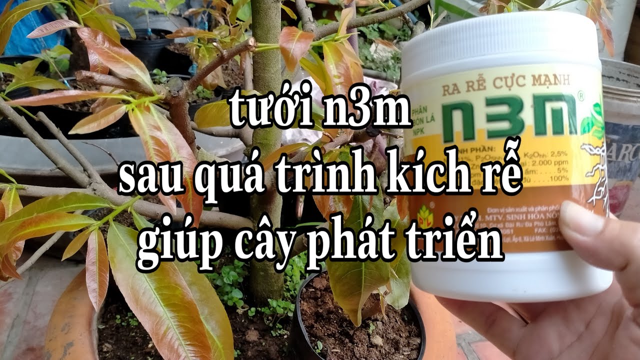Sử dụng N3M sau khi kích rế thành công để cho cây phát triển tốt