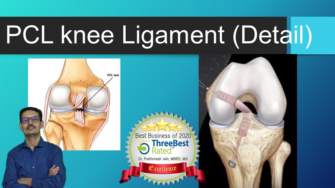 Everything about PCL. Structure, Injury , Treatment, Physiotherapy, Rehablitation  (English)