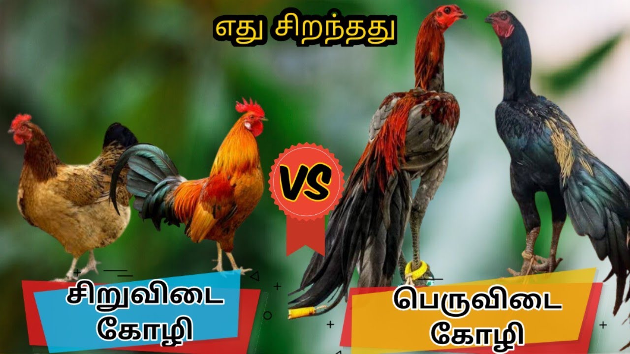 சிறுவிடை,பெருவிடை எது சிறந்தது|siruvidai vs peruvidai difference in tamil