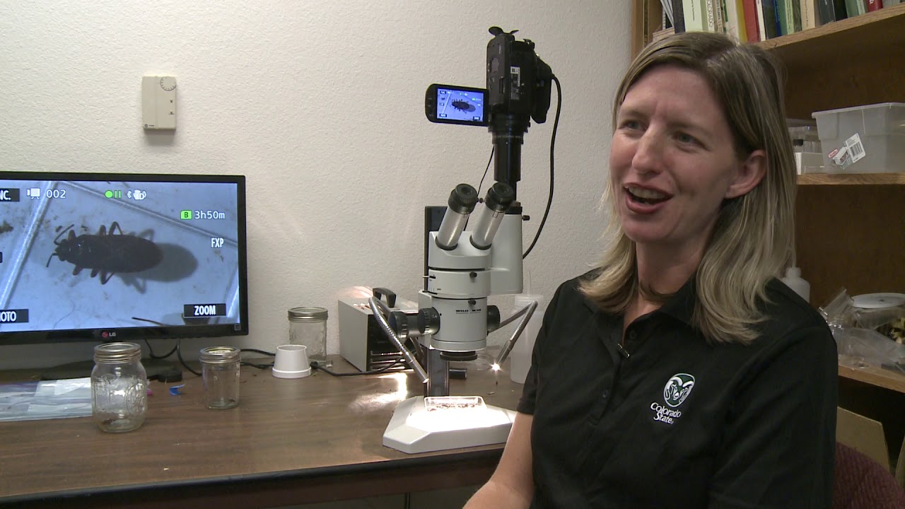 Elm seed bugs take over Western Slope