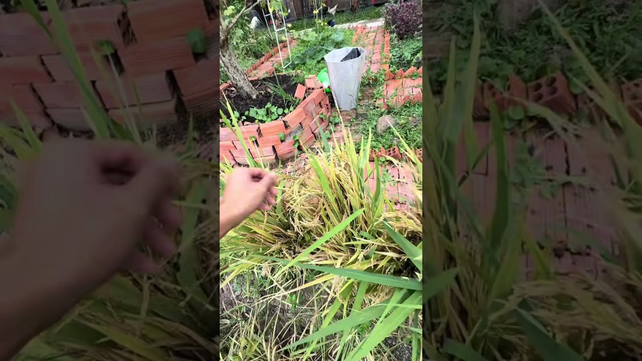 Thu hoạch lúa tại nhà vườn nhà em nha quý anh chị| Sâm Hoàng Gia Vlogs