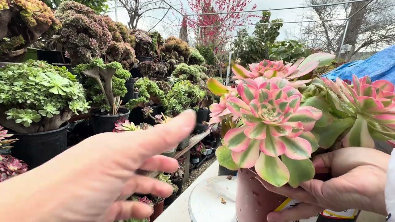 Feb 19, 2026. Gorgeous Aeoniums Varigated on Sale. Free Shipping of 4 clusters 408-992-5539.