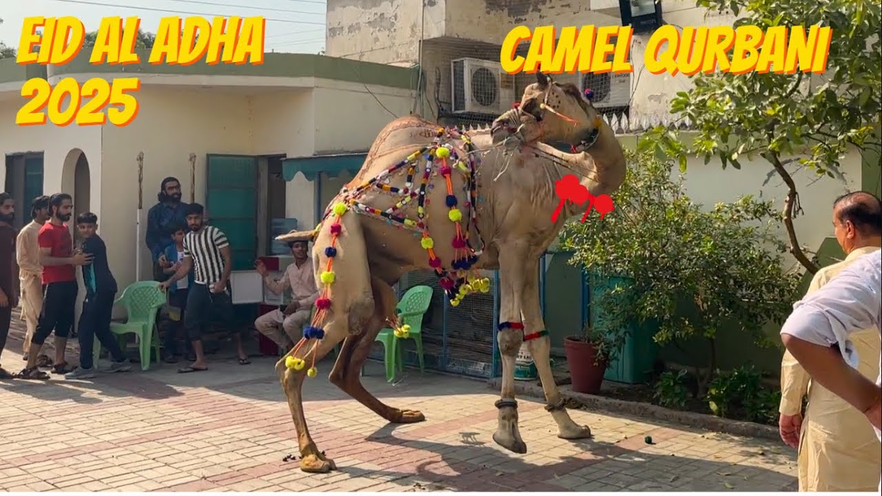 Camel Qurbani on Day 1 of Eid ul Adha 2025 l Watch till the End