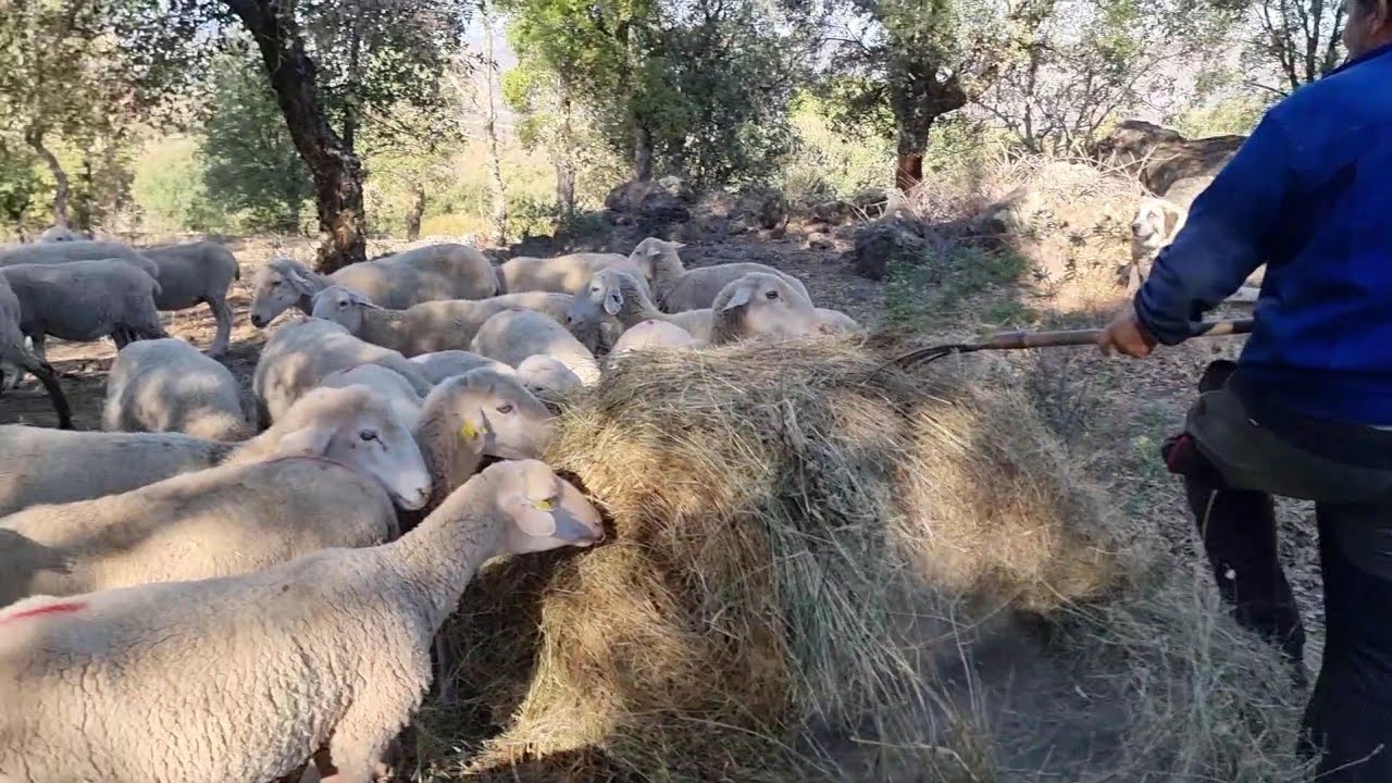 Echamos a los animalillos y hacemos leña del árbol  caido
