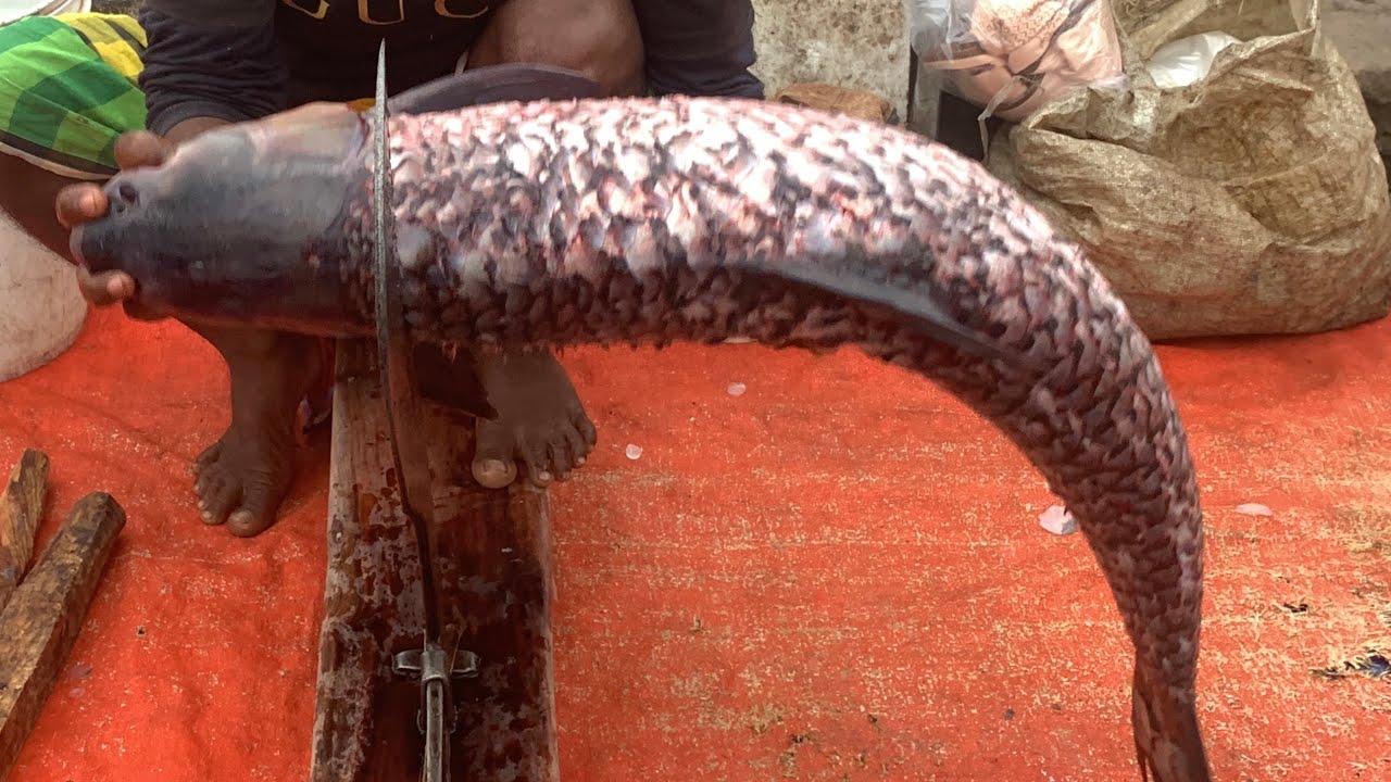 I never seen ll amazing big Gresscarp fish cutting live skills by expert fish cutter in Fishmarket 