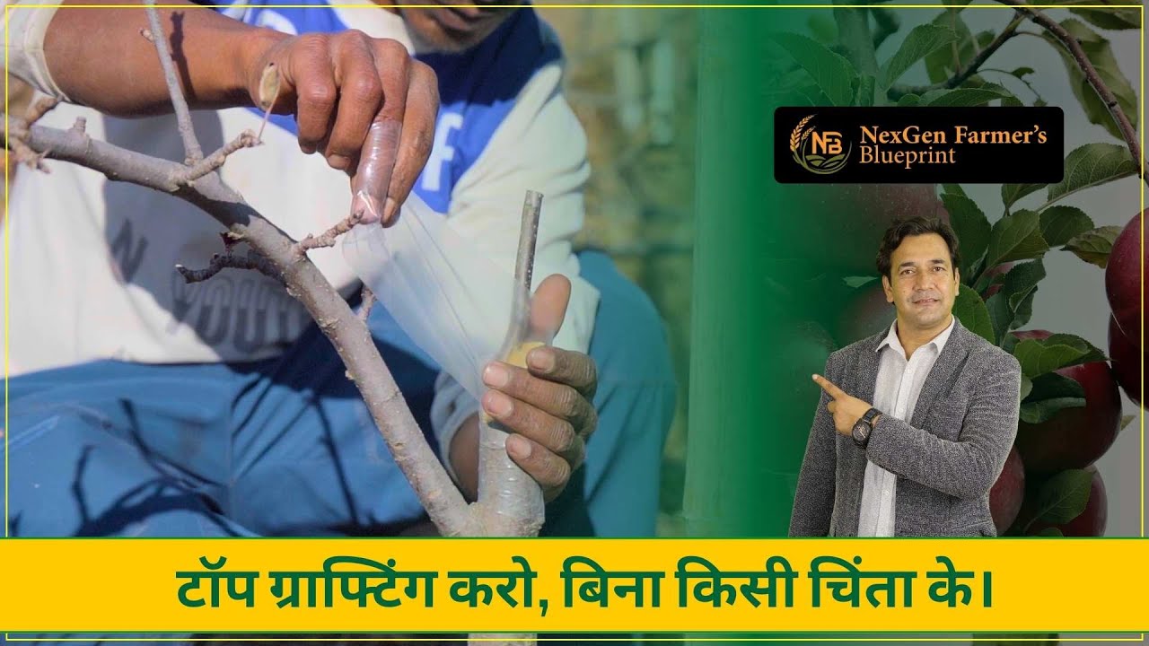 अब टॉप ग्राफ्टिंग करने से नहीं आएगा कैंकर / Ab Top Grafting karne se nahi aega Canker.