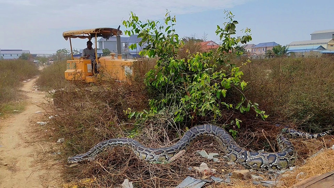 OMG !! Start new clear forest meet big snake before landfill by power dozer with dump truck 5Ton