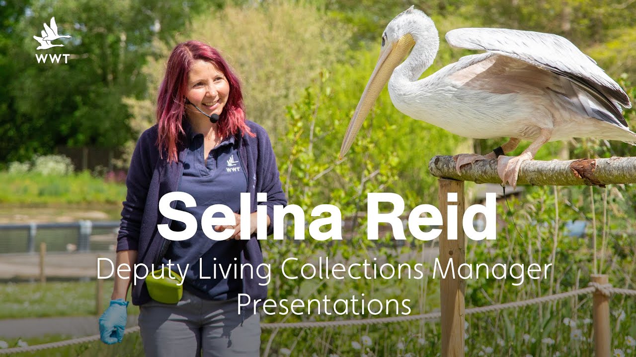 WildWatch: Living Wetland Theatre | June 2021 | WWT Slimbridge