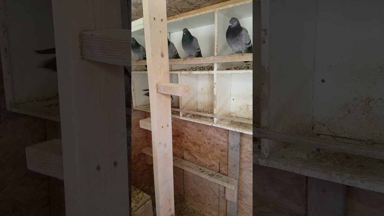Everthing you need In the winter snow for your pigeons! ( RICHBIRDS LOFT)