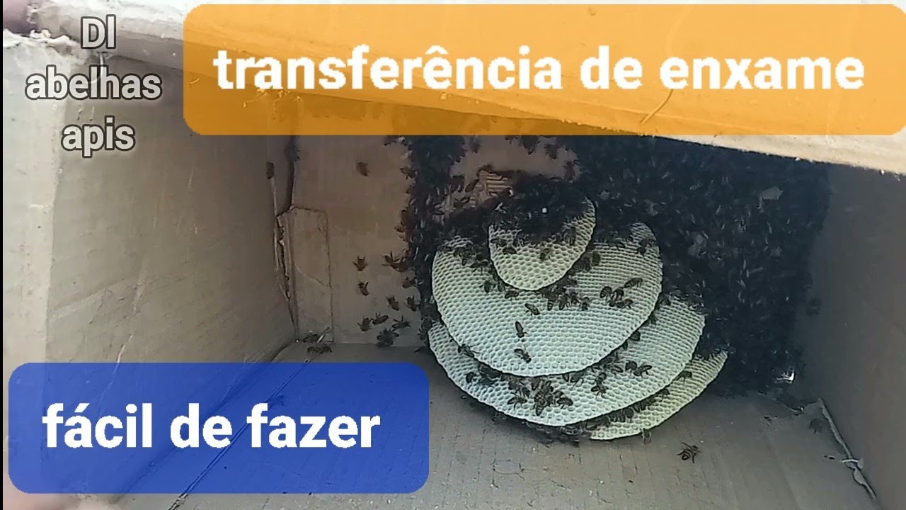 transferência de enxame da caixa isca de papelão