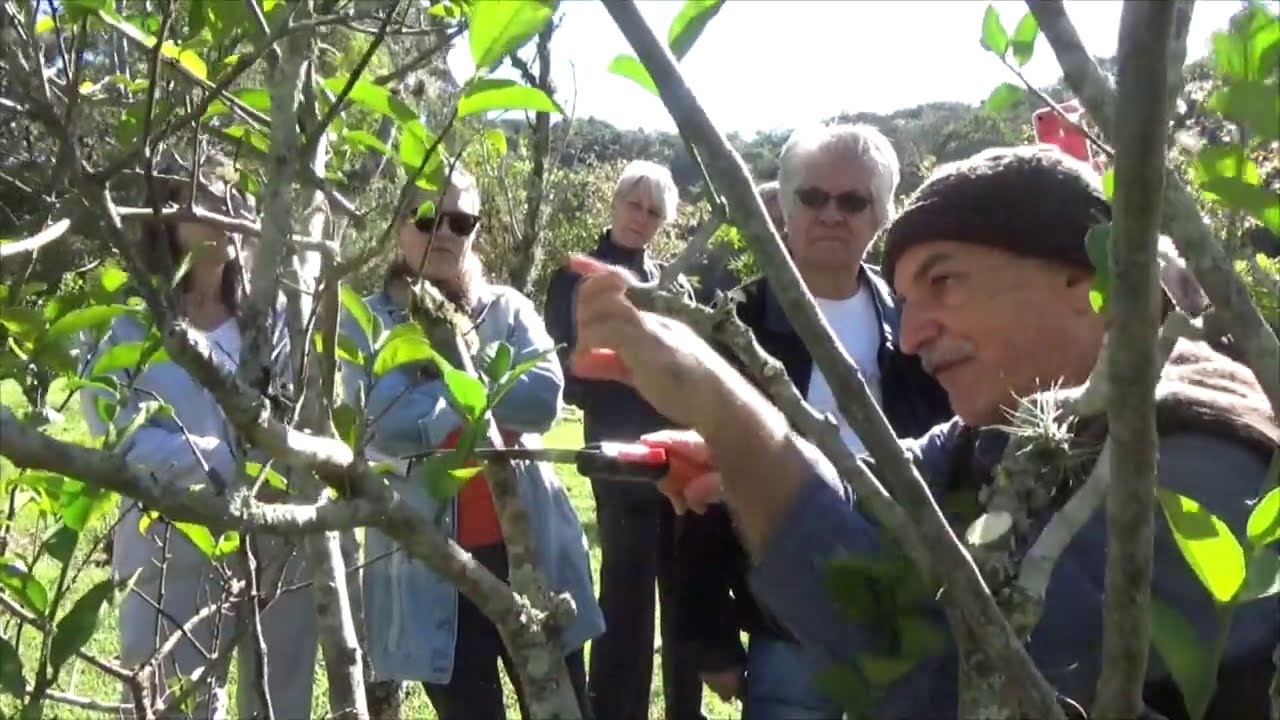 1264 ) –  NOÇÕES DE PODA DE  FRUTIFERAS EM GERAL – MAIRINQUE - SÃO PAULO