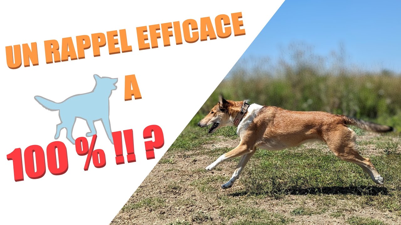Le RAPPEL D'URGENCE : ma méthode (plus) secrète pour qu'il revienne (Question Chien n°12)