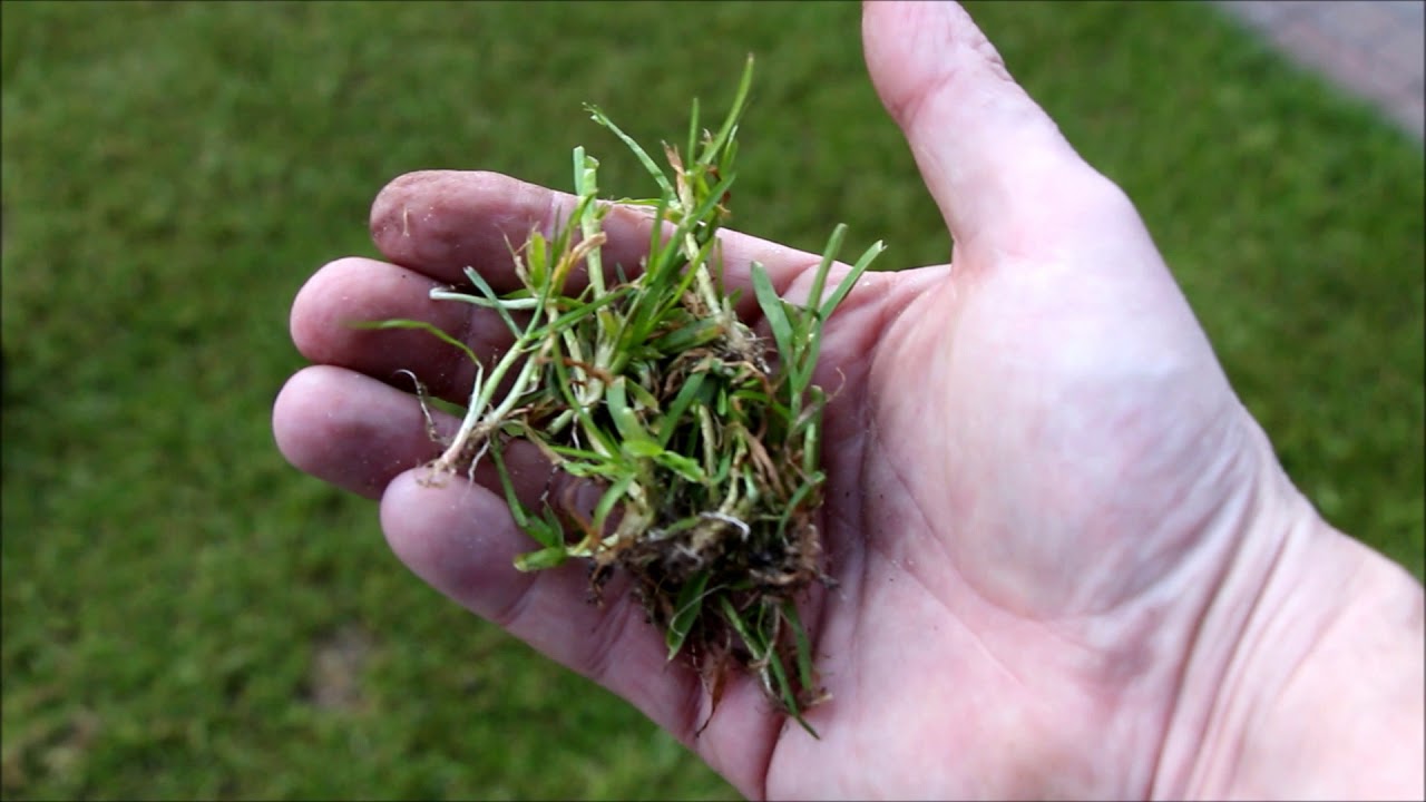 Poa Annua bekämpfen Rasenpflege erster Teil | Poa Trivialis bekämpfen - NewWonder555