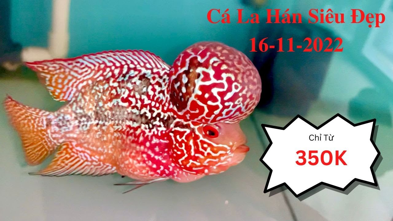 C&aacute; La H&aacute;n Si&ecirc;u Đẹp 16/11/2022 | C&aacute; Cảnh Đại L&acirc;m Mộc
