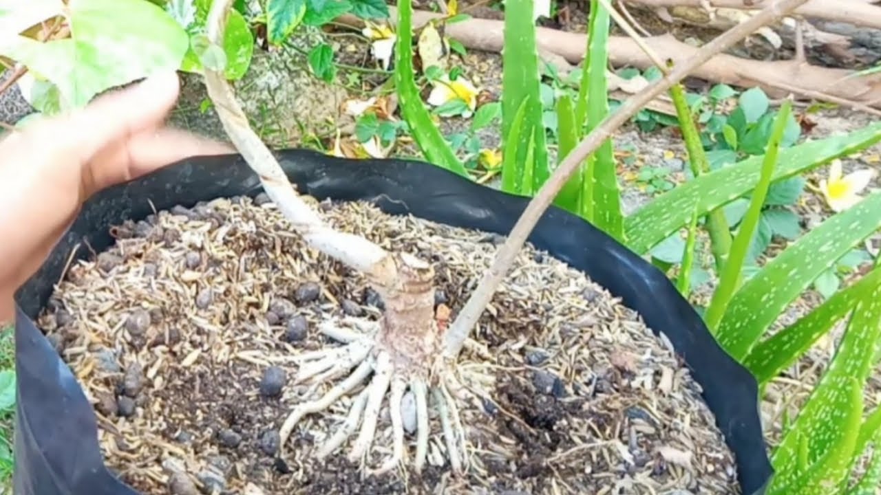 Cara program akar keliling bahan bonsai waru varigata.