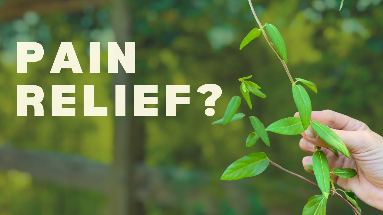 Japanese Honeysuckle: An Invasive Plant with Surprising Uses for Pain Relief