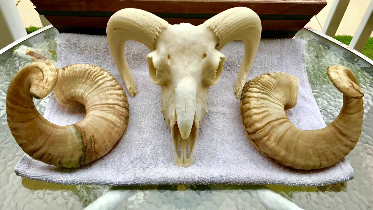 How To European Mount A RAM