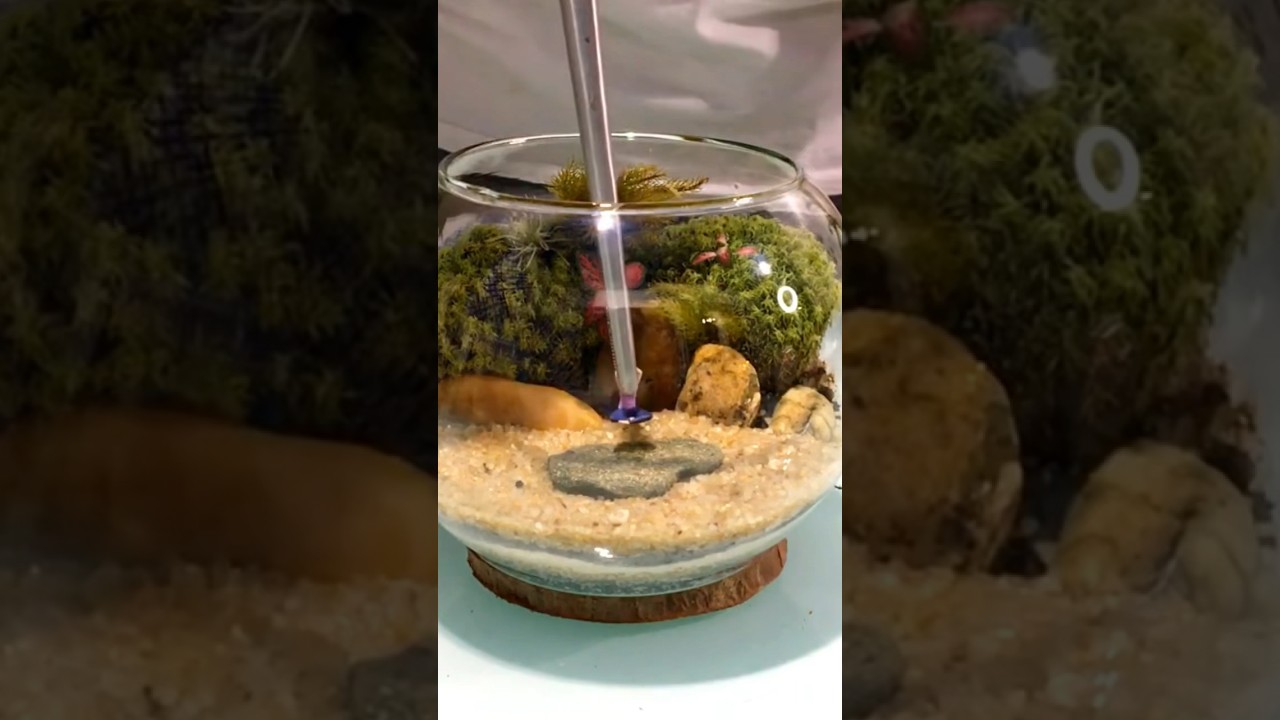 #terrario #terrarium #minijardim