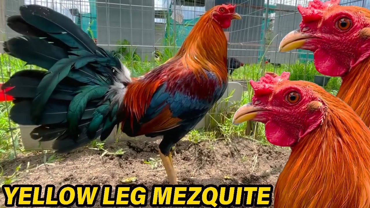 Yellow Leg Mascota Jalisco ✅ Show Beautiful Birds Big Farm Pablo Lopez Mezquite Farm