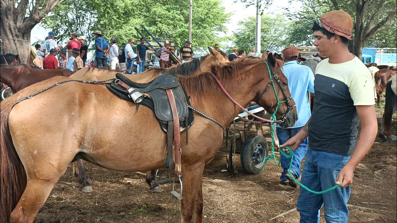 FEIRA DE CAVALOS DE BELO JARDIM PE - Segunda-feira 09-05-2022